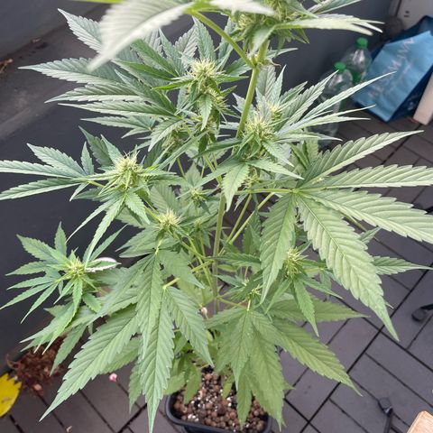 Gorilla Zkittlez Auto growlog timeline photo