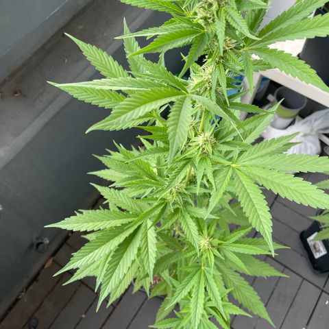 Gorilla Zkittlez Auto growlog timeline photo