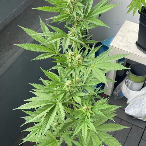Gorilla Zkittlez Auto growlog timeline photo