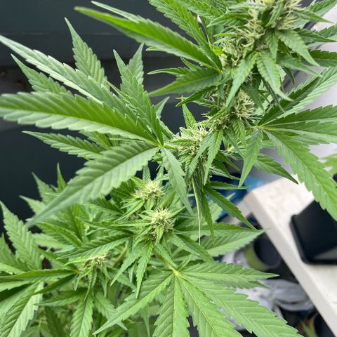 Gorilla Zkittlez Auto growlog timeline photo