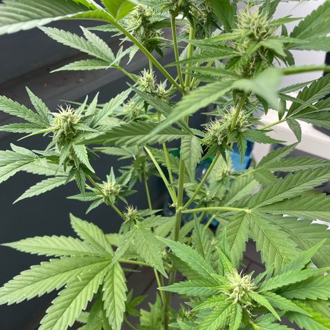 Gorilla Zkittlez Auto growlog timeline photo