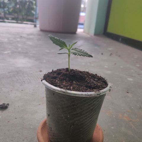 Unknown strain growlog timeline photo