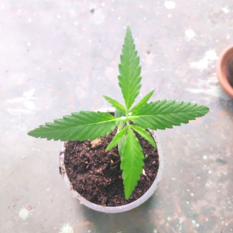 Unknown strain growlog timeline photo