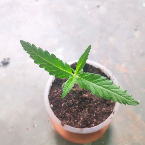 Unknown strain growlog timeline photo