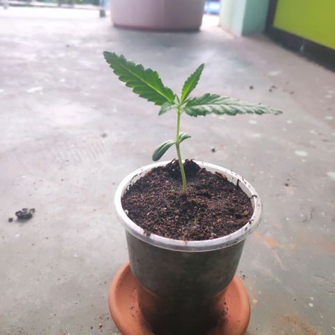 Unknown strain growlog timeline photo