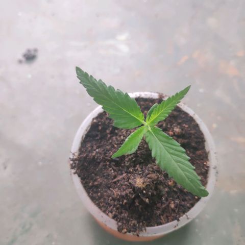 Unknown strain growlog timeline photo