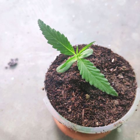 Unknown strain growlog timeline photo