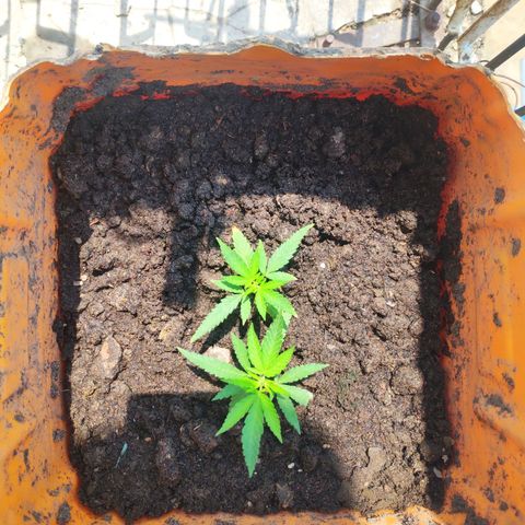 Unknown strain growlog timeline photo