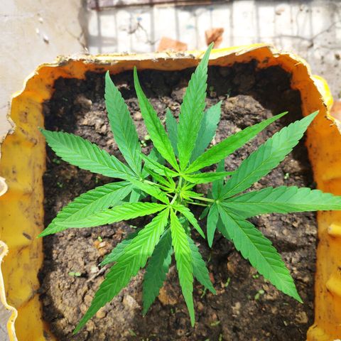 Unknown strain growlog timeline photo