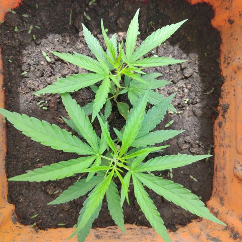 Unknown strain growlog timeline photo