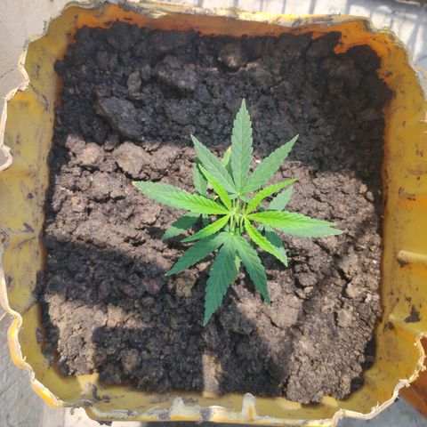 Unknown strain growlog timeline photo