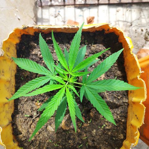 Unknown strain growlog timeline photo