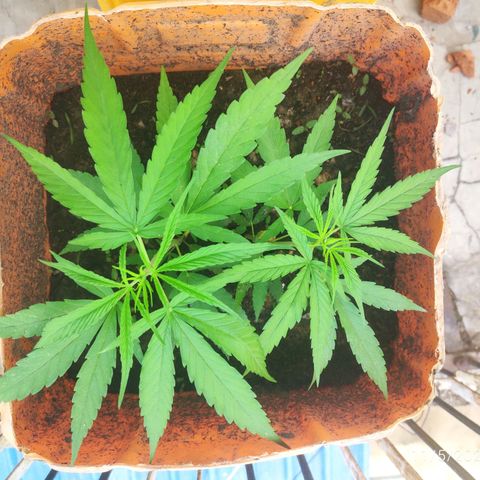 Unknown strain growlog timeline photo