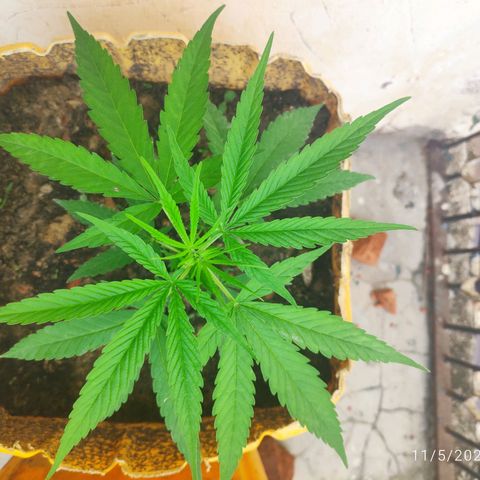 Unknown strain growlog timeline photo