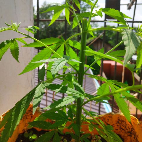 Unknown strain growlog timeline photo