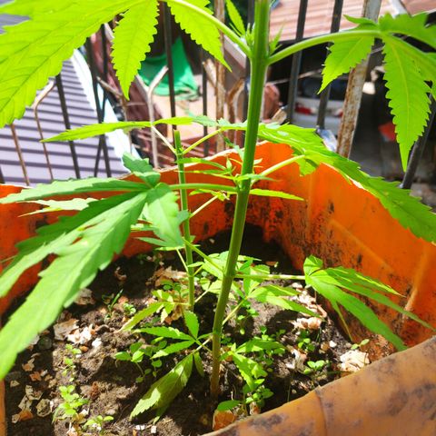 Unknown strain growlog timeline photo