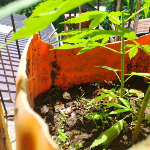 Unknown strain growlog timeline photo