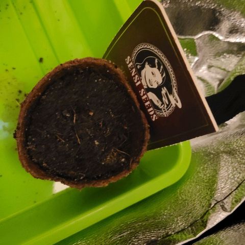 Sensi Skunk growlog photo