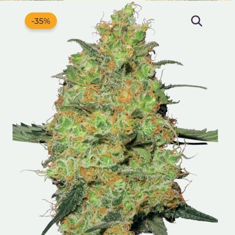 Sensi Skunk growlog in Blüte zelt