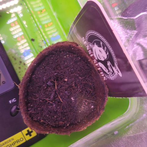 Sensi Skunk growlog photo