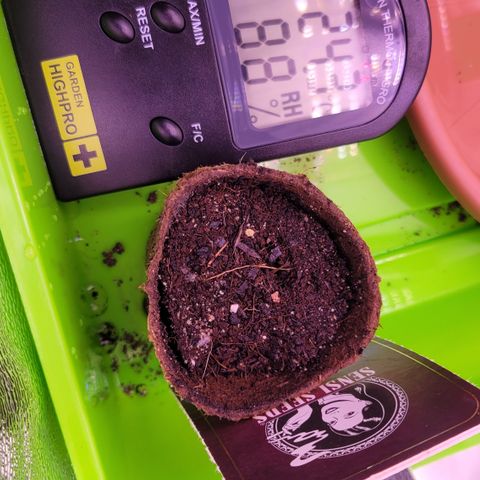 Sensi Skunk growlog photo