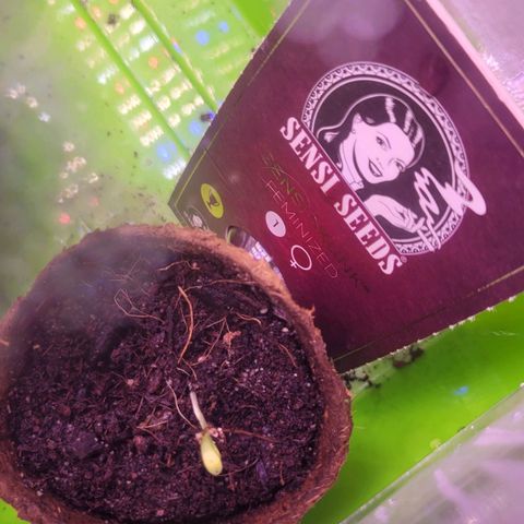 Sensi Skunk growlog photo