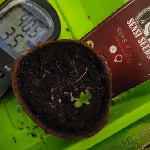 Sensi Skunk growlog timeline photo