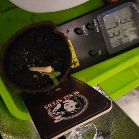 Sensi Skunk growlog timeline photo