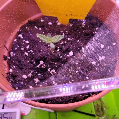 Sensi Skunk growlog timeline photo