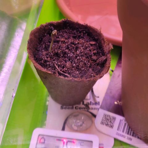 Purple bud  growlog timeline photo