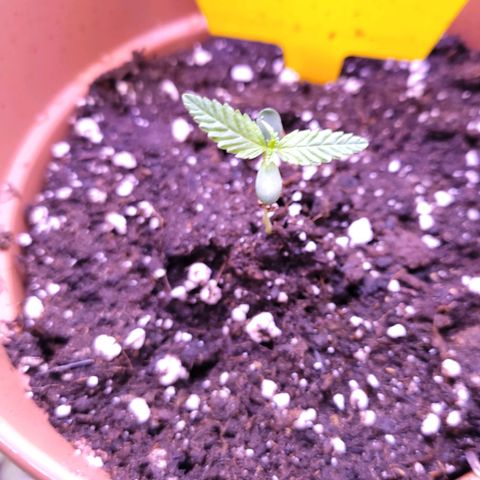 Sensi Skunk growlog timeline photo