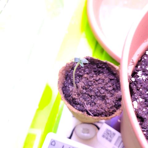 Purple bud  growlog timeline photo