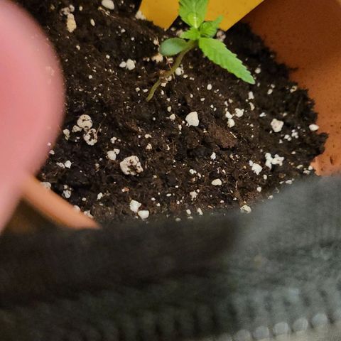Sensi Skunk growlog timeline photo