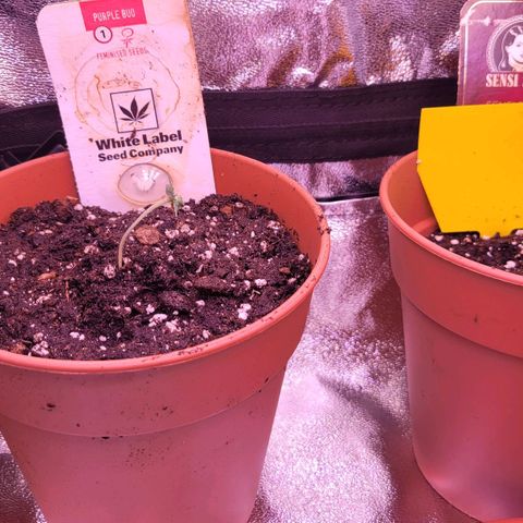 Sensi Skunk growlog photo: Beide beschriftet 1 wiche unterschied 