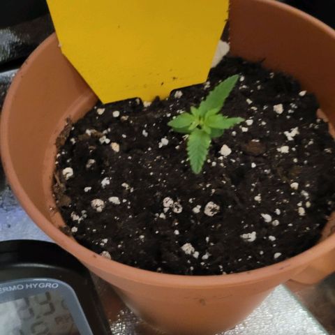 Sensi Skunk growlog timeline photo