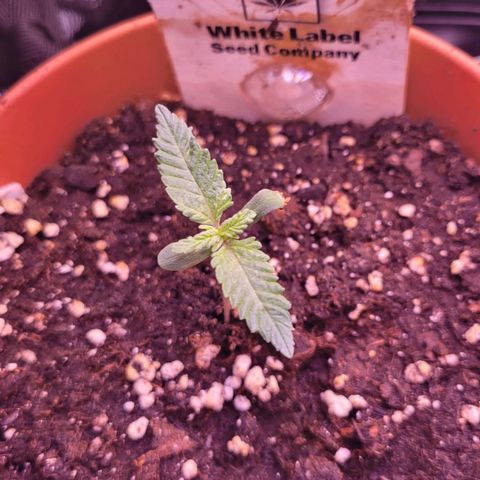Purple bud  growlog timeline photo