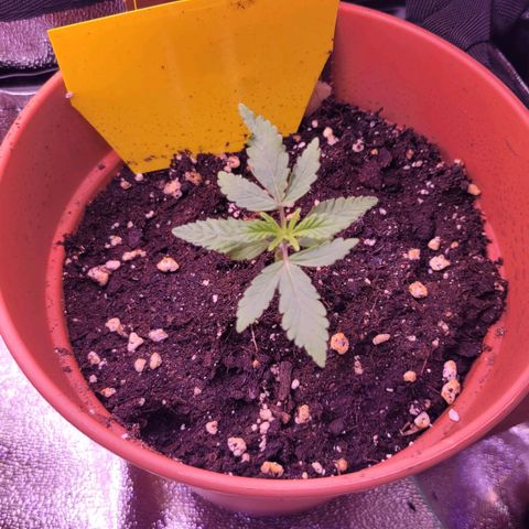 Sensi Skunk growlog timeline photo