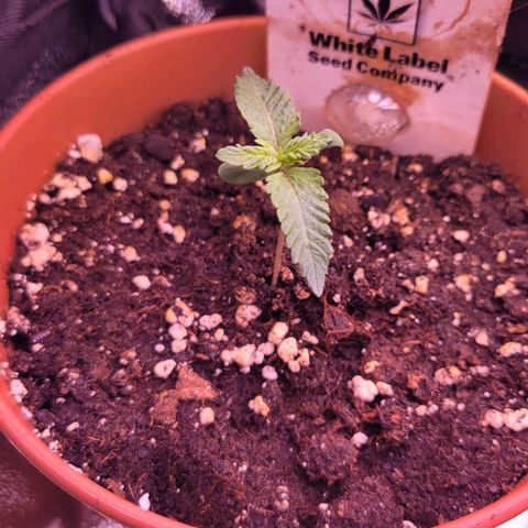 Purple bud  growlog timeline photo