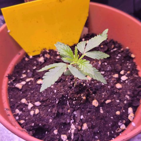 Sensi Skunk growlog timeline photo