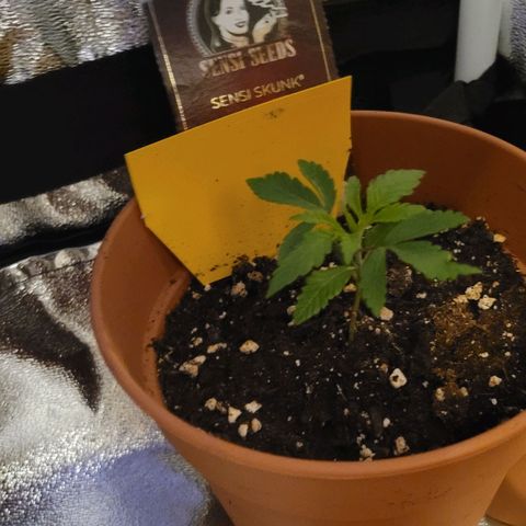 Sensi Skunk growlog timeline photo