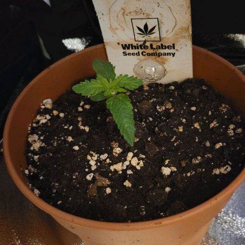 Purple bud  growlog timeline photo