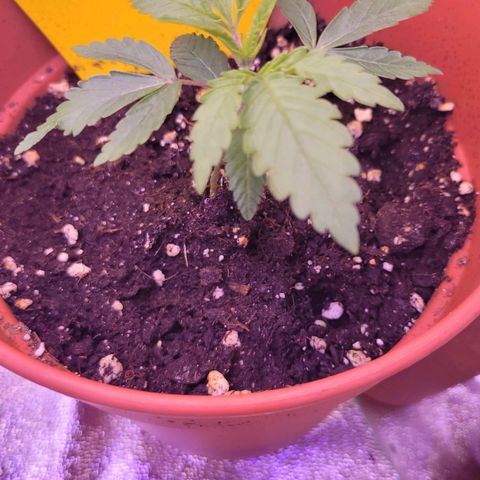 Sensi Skunk growlog timeline photo