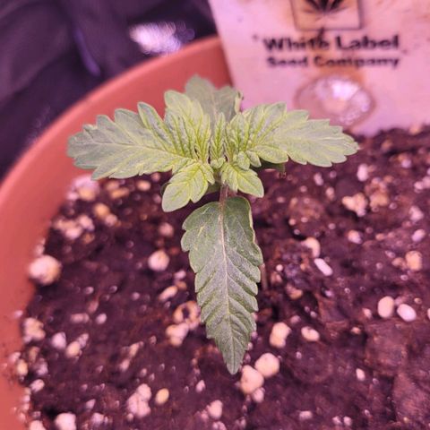 Purple bud  growlog timeline photo