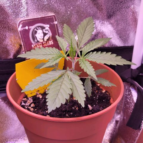 Sensi Skunk growlog timeline photo