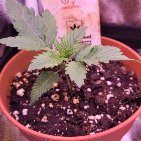 Purple bud  growlog timeline photo