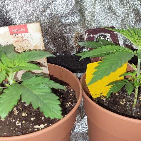 Sensi Skunk growlog timeline photo