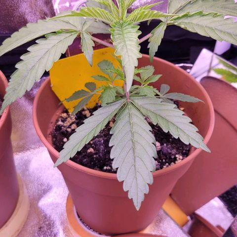 Sensi Skunk growlog timeline photo
