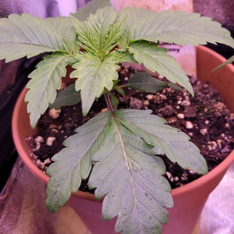 Purple bud  growlog timeline photo