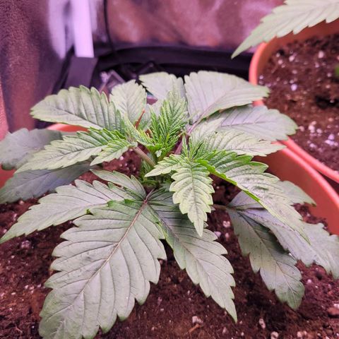 Purple bud  growlog timeline photo
