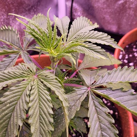 Sensi Skunk growlog timeline photo